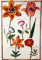 Two Tulips, Convolvulus, Lilium Bulbiferum and French Marigold - Nicolas Robert