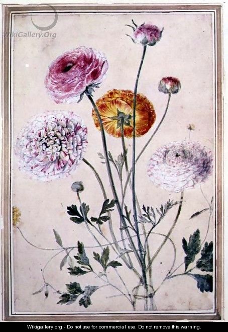 Flower Study, c.1760 - Thomas Robins