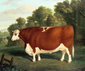Ox, c.1850 - Thomas Roebuck