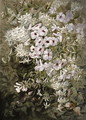 Flower Painting Pandorea Jasminoides and Clematis Aristata, c.1887 - Marian Ellis Rowan