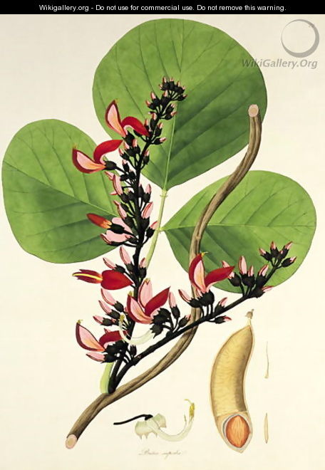 Butea Superba, illustration from Plants of the Coromandel Coast, 1795 - William Roxburgh