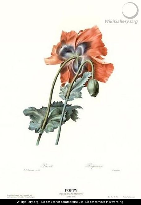 Poppy - Pierre-Joseph Redouté