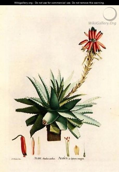 Aloe Rhodacantha - Pierre-Joseph Redouté