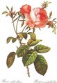 Centifolia Foliacea - Pierre-Joseph Redouté