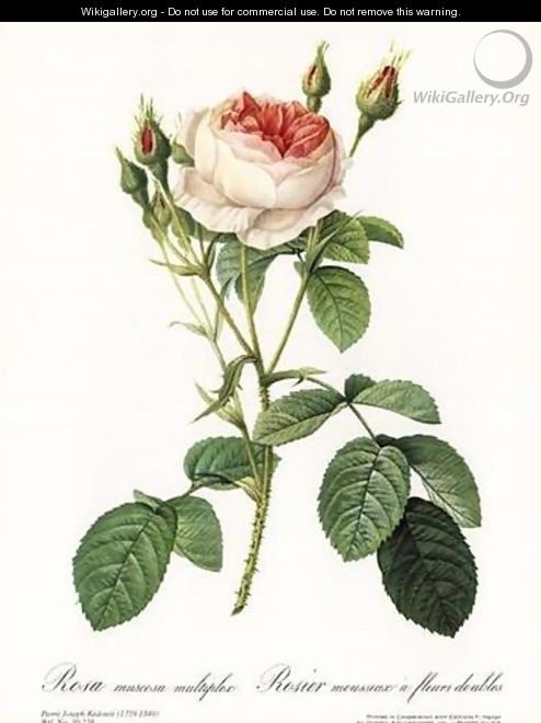 Rose, Muscosa Multiple - Pierre-Joseph Redouté