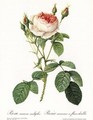 Rose, Muscosa Multiple - Pierre-Joseph Redouté