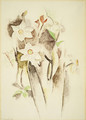 Narcissus - Charles Demuth