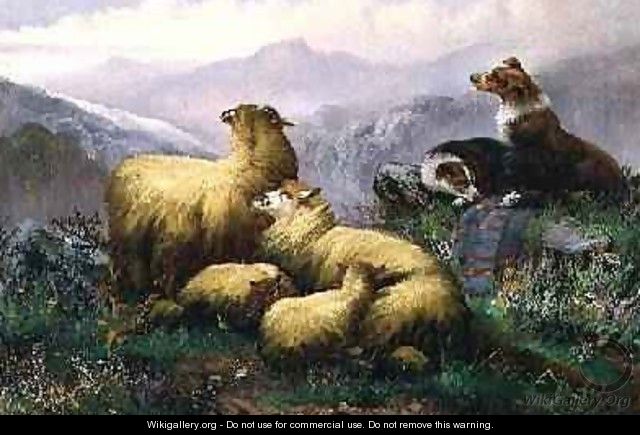 Sheep Dogs and Sheep in the Scottish Highlands - J.W. Morris