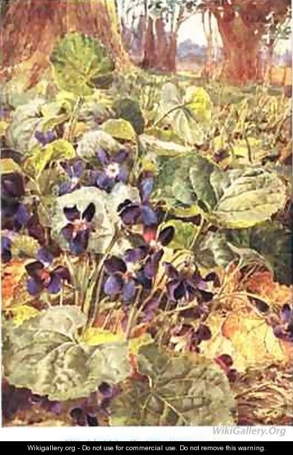 Violets in the Beechwood illustration from Country Ways and Country Days - Louis Fairfax Muckley