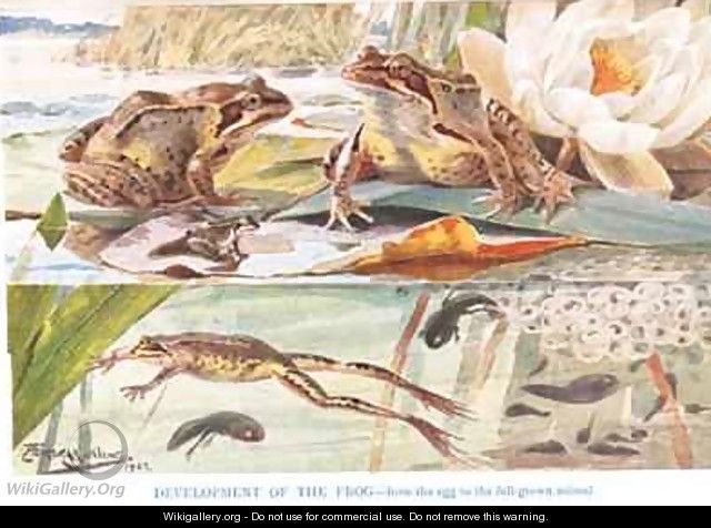 Development of the Frog illustration from Country Days and Country Ways - Louis Fairfax Muckley