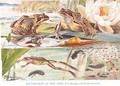 Development of the Frog illustration from Country Days and Country Ways - Louis Fairfax Muckley