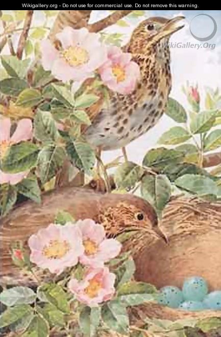 Song Thrushes with Nest illustration from Country Days and Country Ways 1940s - Louis Fairfax Muckley