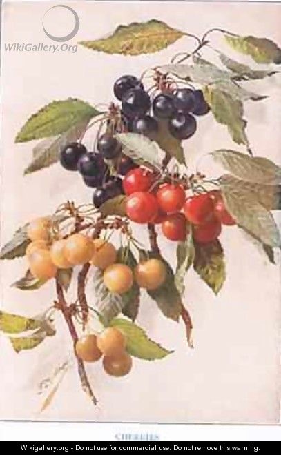 Cherries illustration from Country Days and Country Ways - Louis Fairfax Muckley