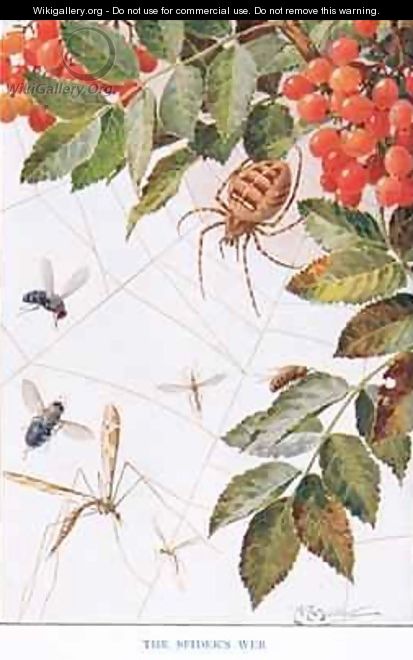 The Spiders Webb illustration from Country Ways and Country Days - Louis Fairfax Muckley