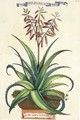 Aloe Vera Vulgaris from Phytographia Curiosa - Abraham Munting