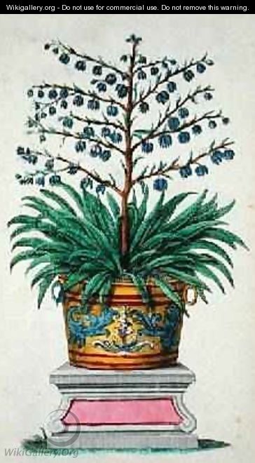Flowering plant from Phytographia Curiosa - Abraham Munting