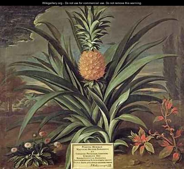 Pineapple grown in Sir Matthew Deckers Garden Richmond Surrey 1720 - Theodorus Netscher