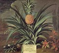 Pineapple grown in Sir Matthew Deckers Garden Richmond Surrey 1720 - Theodorus Netscher