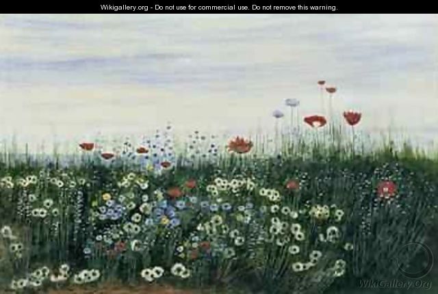 Poppies Daisies and other Flowers by the Sea - Andrew Nicholl