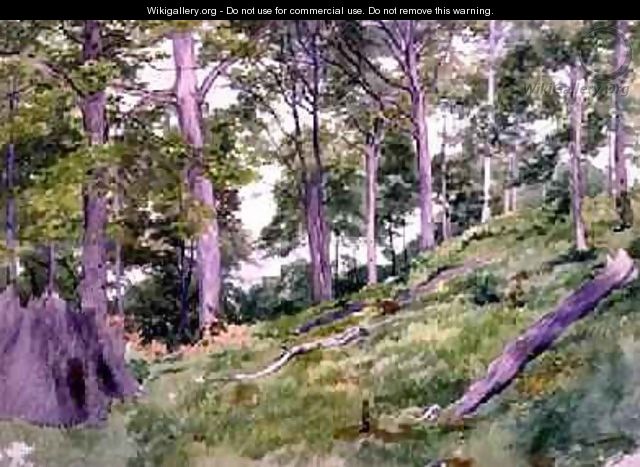 Clearing in the Woods near Ludlow - Alfred Nichols