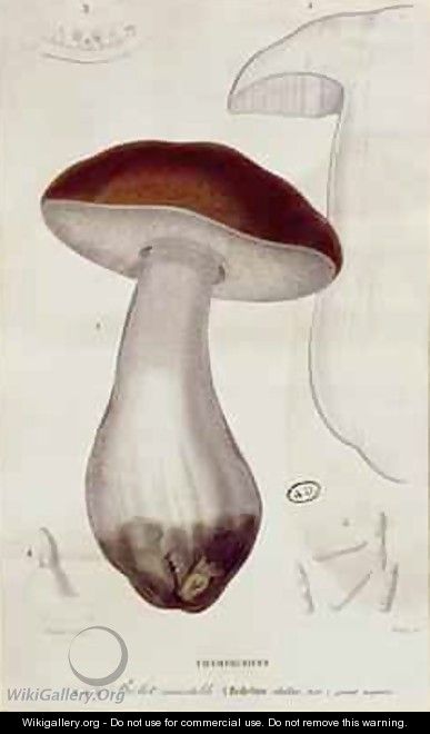 Boletus edulis, illustration for an edition of 