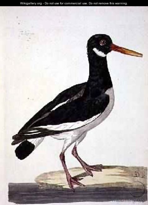 The Sea Pie or Oystercatcher Haematopus ostralegus plate from The British Zoology, Class II Birds, engraved by Peter Mazell fl.1761-97 1766 - (after) Paillou, Peter