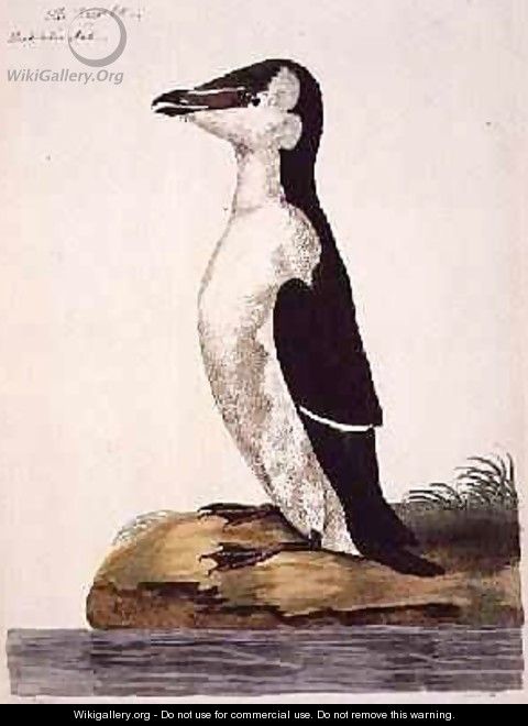 The Razorbill Alca torda or Black-Billed Auk, plate from The British Zoology, Class II Birds, engraved by Peter Mazell fl.1761-97 1766 - (after) Paillou, Peter