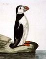 The Puffin Fratercula arctica plate from The British Zoology, Class II Birds, engraved by Peter Mazell fl.1761-97 1766 - (after) Paillou, Peter