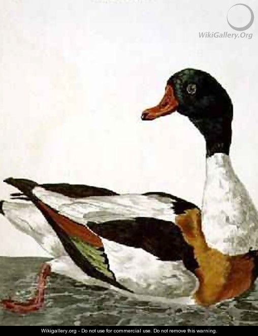 The Common Shelduck from The British Zoology, Class II Birds, engraved by Peter Mazell fl.1761-97 1766 - (after) Paillou, Peter