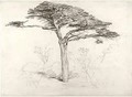 Old Cedar Tree in Botanic Garden, Chelsea, 1854 - Samuel Palmer
