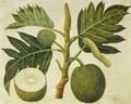 Bread Fruit, c.1769 - Sydney Parkinson