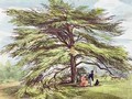 The Lebanon Cedar Tree in the Arboretum, Kew Gardens, plate 21 from Kew Gardens A Series of Twenty-Four Drawings on Stone, engraved by Charles Hullmandel 1789-1850 published 1820 - (after) Papendiek, George Ernest