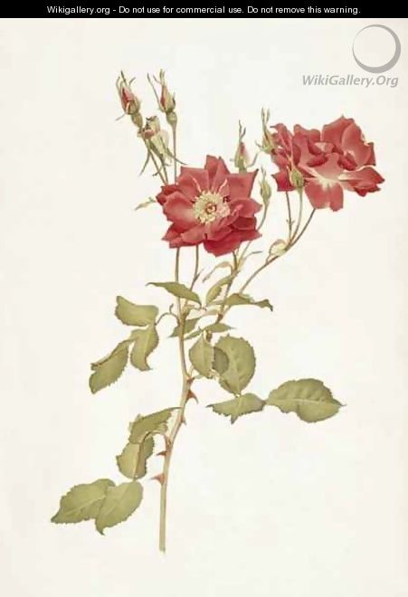 Rose Bourbon - Alfred Parsons