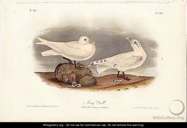 Ivory Gull - John James Audubon