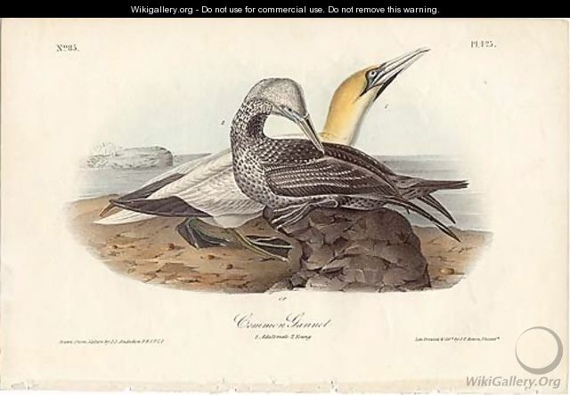 Common Gannet - John James Audubon
