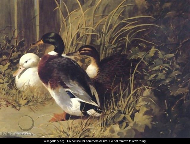 Ducks By A River Bank 1845 - John Frederick Herring Snr