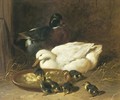 Duck And Duckings 1851 - John Frederick Herring Snr