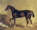 Camarine a Chestnut Racehorse in Stable - John Frederick Herring Snr