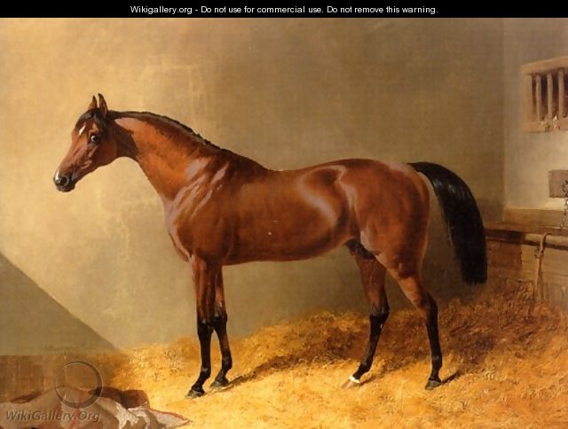 Bay Stallion in Stable - John Frederick Herring Snr
