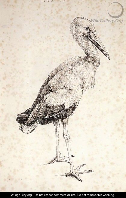 The Stork - Albrecht Durer