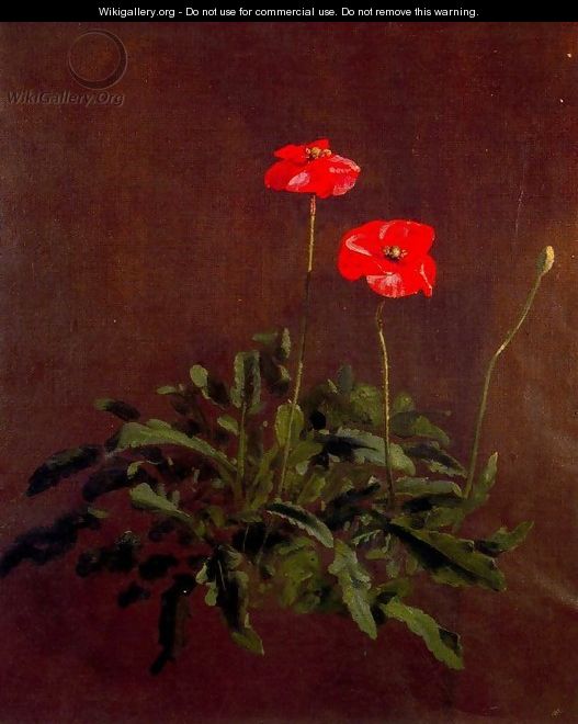 Studies of poppies - John Constable