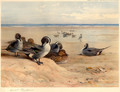 Pintails on the Shore - Archibald Thorburn