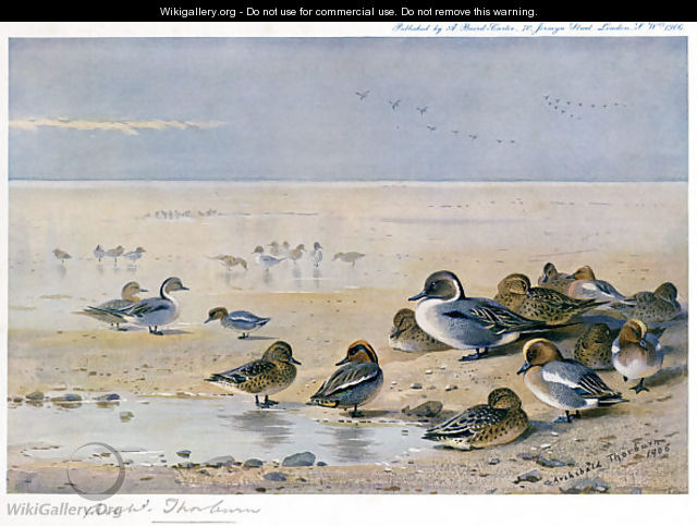 Pintail, Wigeon and Teal - Archibald Thorburn