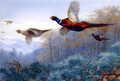 Pheasants in Flight - Archibald Thorburn
