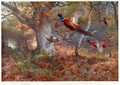 Pheasants Through the Oak Wood - Archibald Thorburn