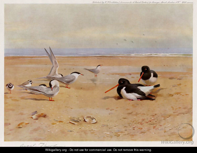 Oyster Catchers, Terns and Ringed Plovers - Archibald Thorburn