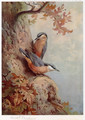 Nuthatches - Archibald Thorburn