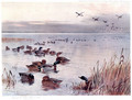 Mallard on the Lake at Sandringham - Archibald Thorburn