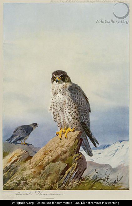 Gyr-Falcon - Archibald Thorburn