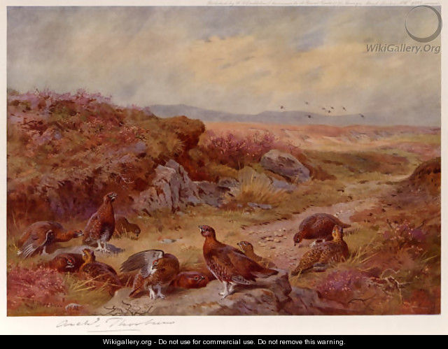 Grouse on the Peat Bogs - Archibald Thorburn